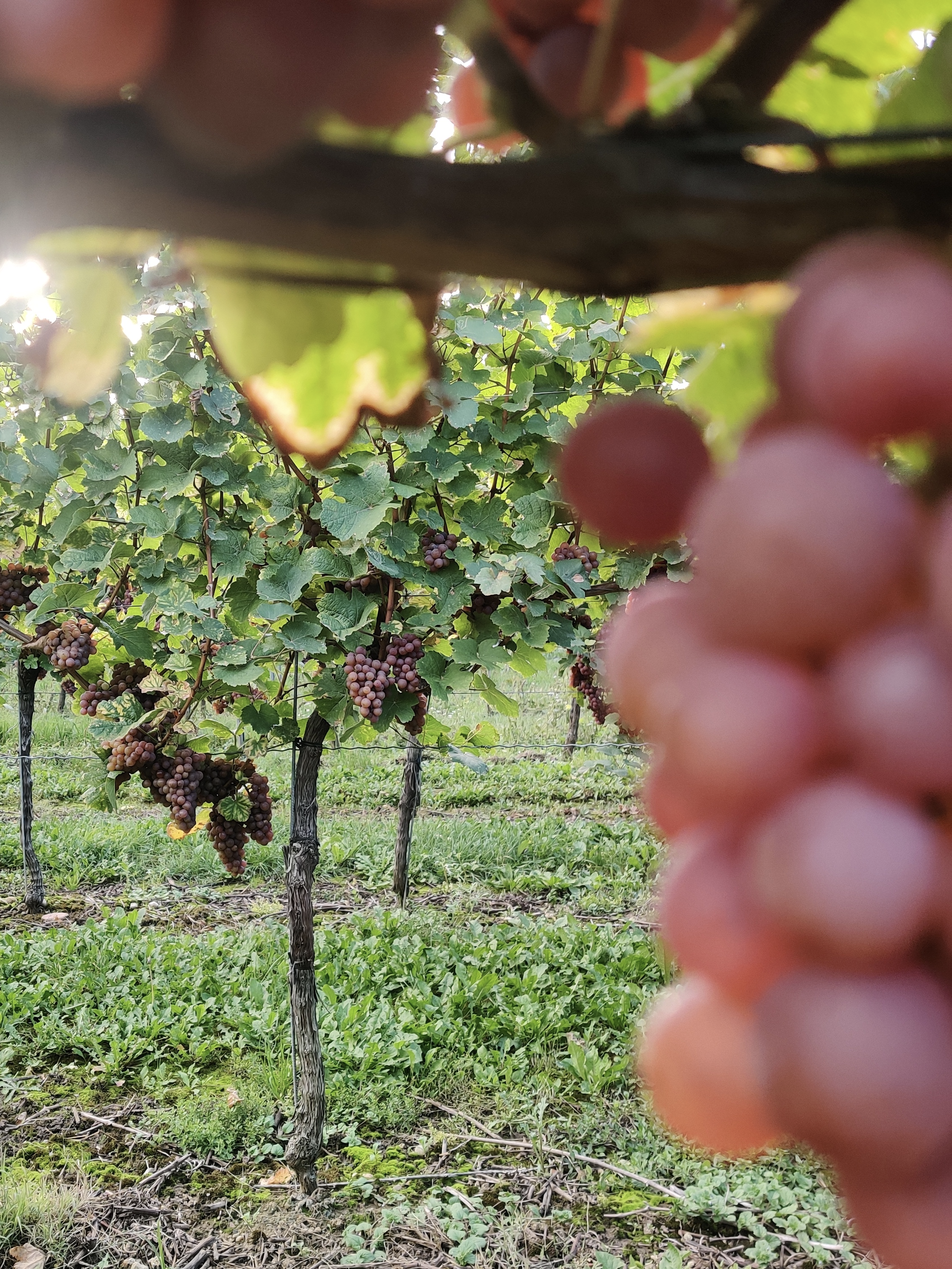 Gewürztraminer Traube reif im Herbst