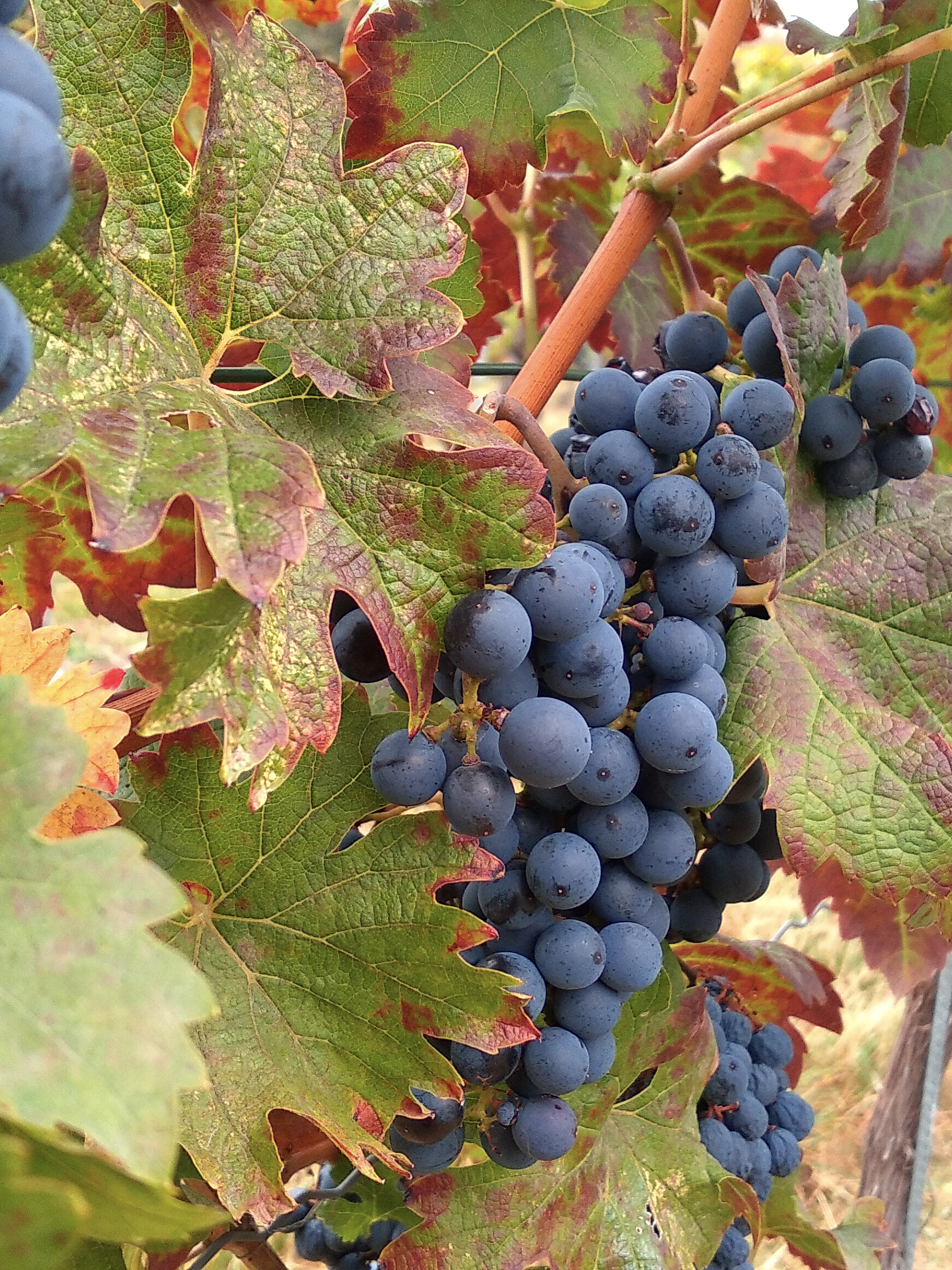 Reife rote Trauben – Cabernet Sauvignon