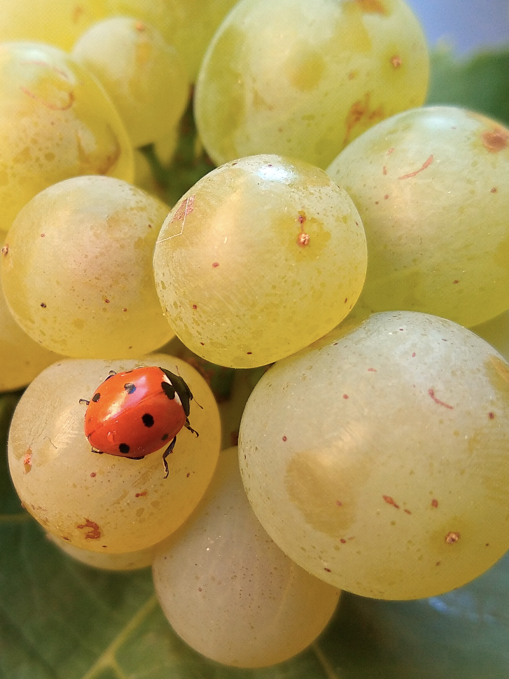 Reife Traube mit Marienkäfer