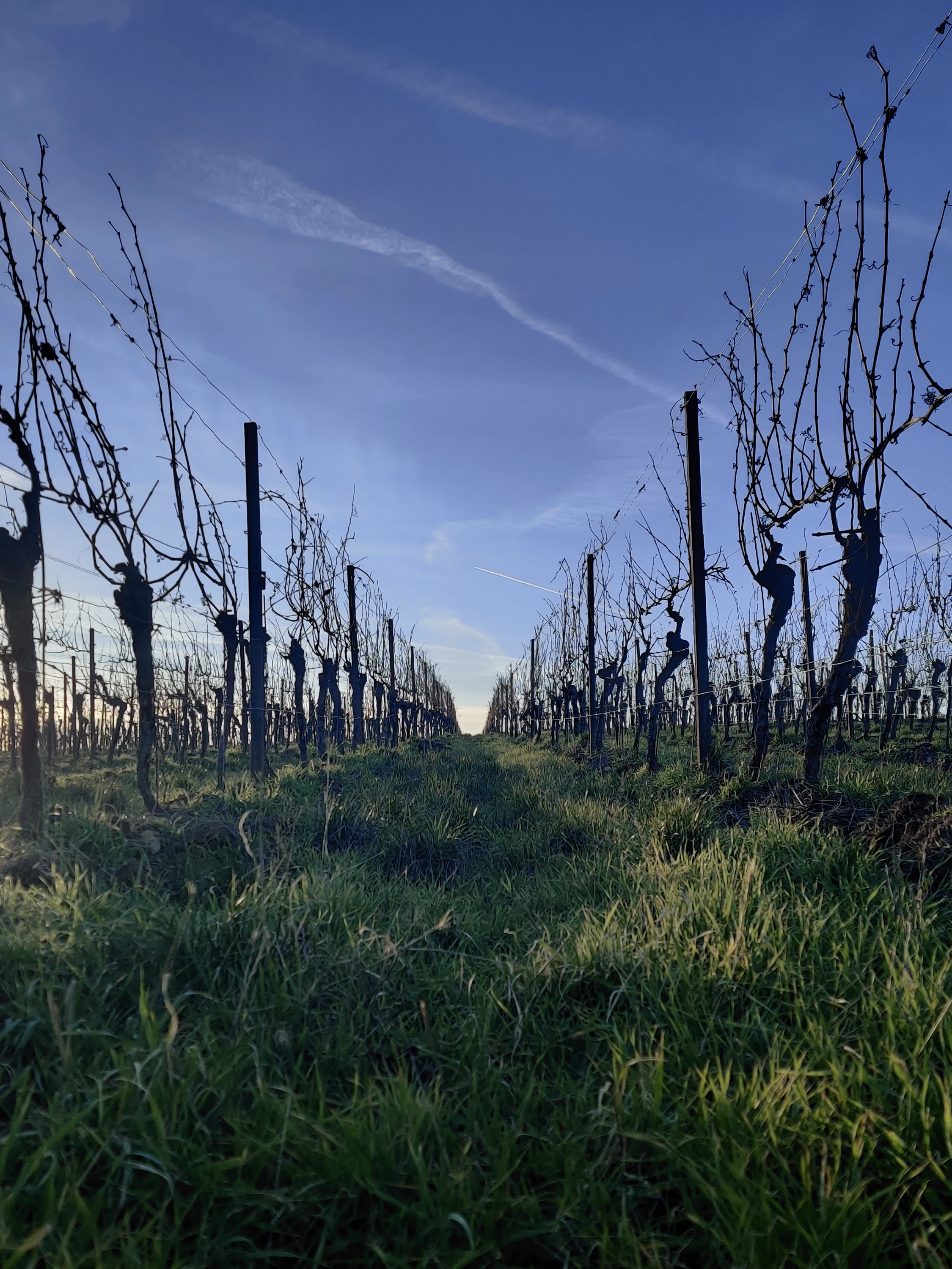 Weinberg im Winter