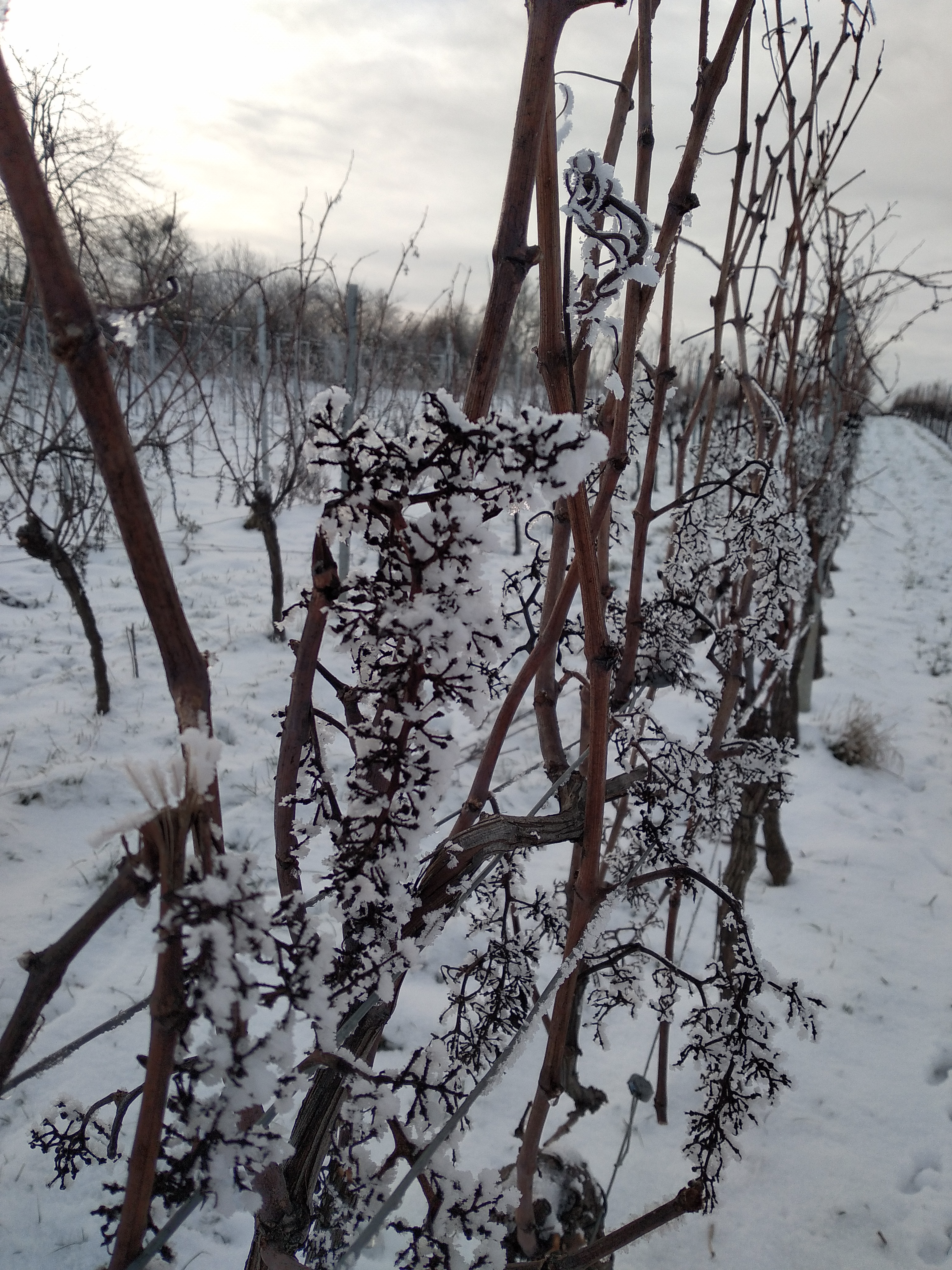 Winterliches Rebenmeer im Schnee - ungeschnittene Reben